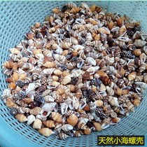 1200 shells small sea snail 1cm Drift bottle children handmade diy left and right marine bottle natural painting material