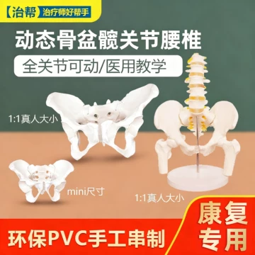 可拆卸骨骼模型-可拆卸骨骼模型促销价格、可拆卸骨骼模型品牌- 淘宝