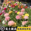 Товары от 鲜爱悦旗舰店