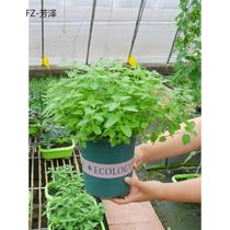 Premium cat mint potted mosquito repellent to relieve summer cat grass cat (with basin)