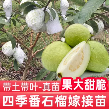 特大！台湾グアバ取木苗木　改良品種　番石榴 芭乐　バンシル Amazon.co.jp: 実、花付き！台湾グアバ取木苗木(特大) 番石榴 芭
