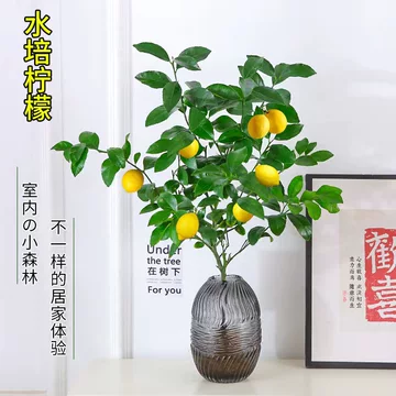 柠檬香松绿植-柠檬香松绿植促销价格、柠檬香松绿植品牌- 淘宝