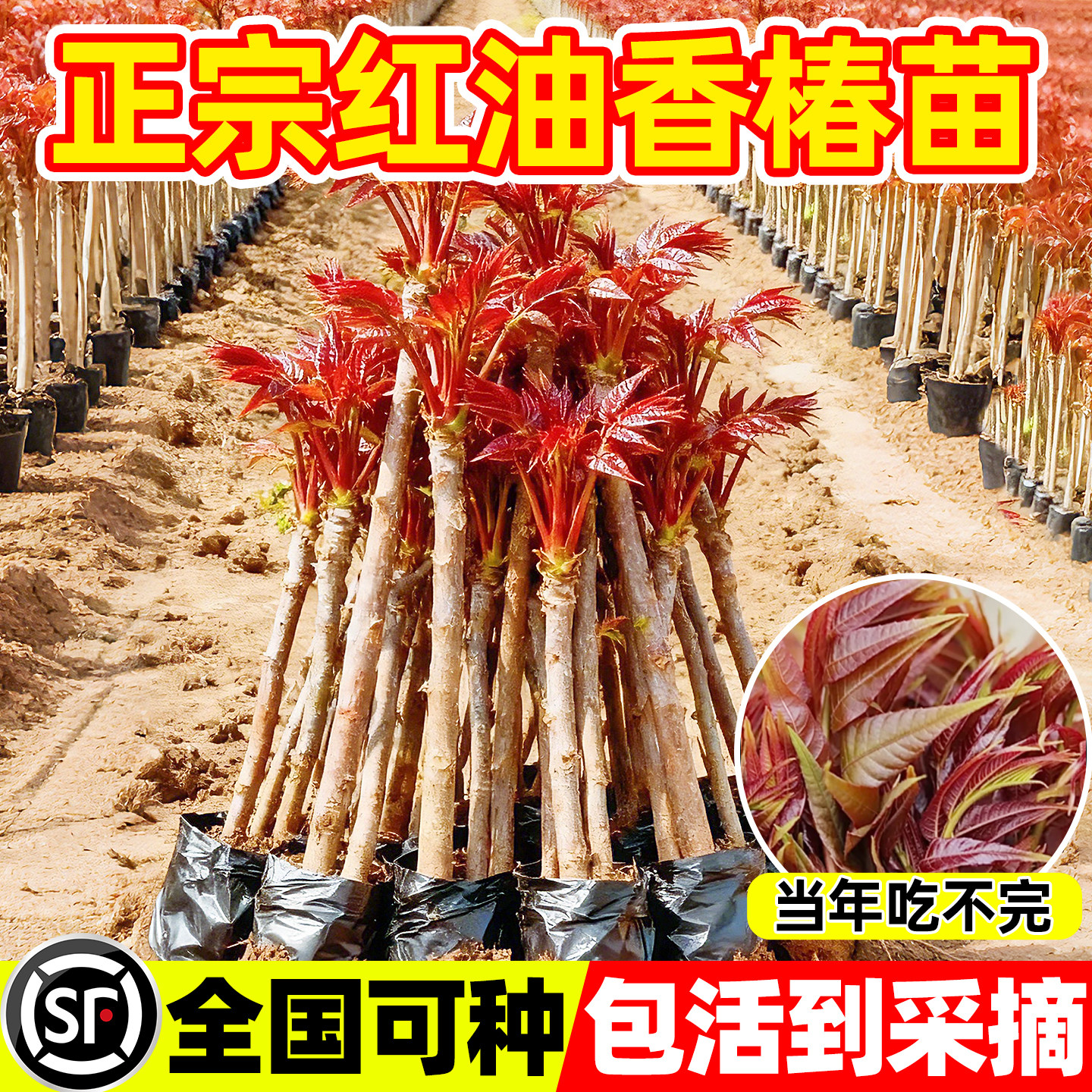 红油香椿苗-红油香椿苗促销价格、红油香椿苗品牌- 淘宝