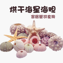 Dried sea urchin hermit crab landscaping decoration natural edible calcium supplement nutrition color snack snail living alien pet