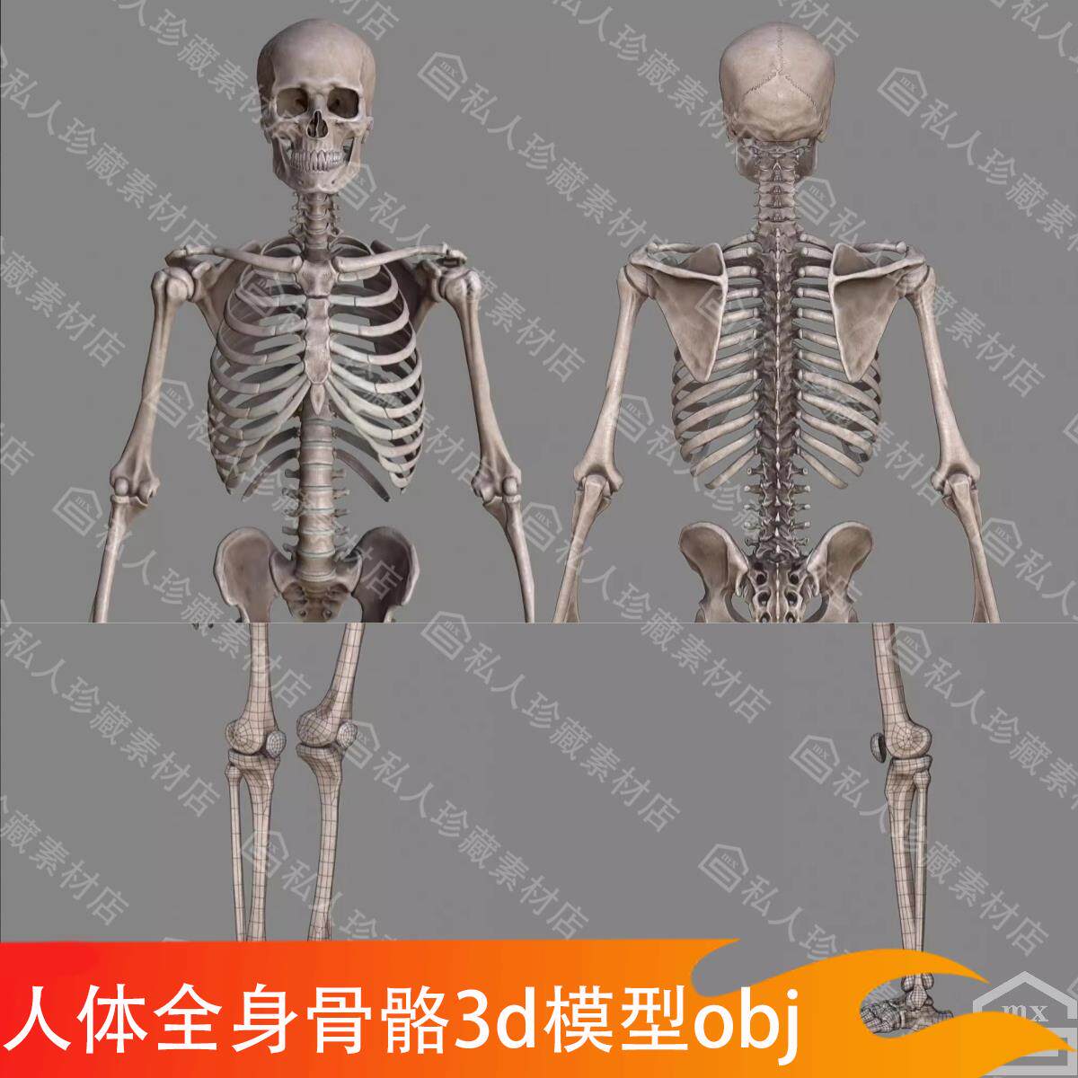 骨模型 微观骨结构模型| 1000154 | A79 | 微观解剖模型。 | 3B Scientific