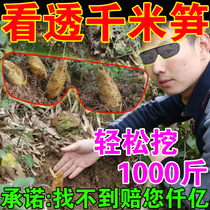 (Searching for winter bamboo shoots artifacts) bamboo forest mountains to find winter bamboo shoots artifacts to explore winter bamboo shoots bamboo shoots digging bamboo shoots and special glasses for bamboo shoots
