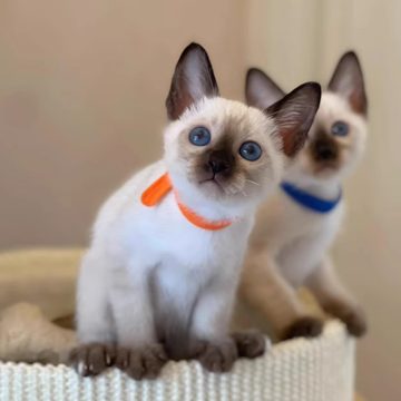 纯种暹罗猫幼猫短毛猫泰国猫海豹重点色蓝眼小猫活体宠物猫咪活物