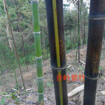 High-end Fujian Shanling Features Zizhu Jinghu Yang Yang Flower B Black Tiger Yin Yang Face