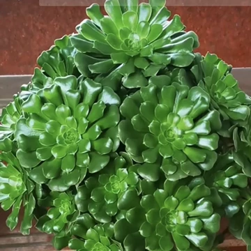 法师多肉植物老桩-法师多肉植物老桩促销价格、法师多肉植物老桩品牌- 淘宝