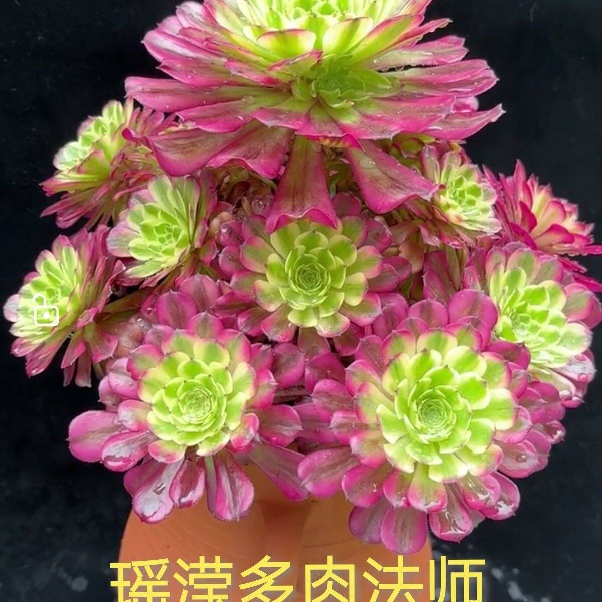 法师锦老桩多肉植物-法师锦老桩多肉植物促销价格、法师锦老桩多肉植物