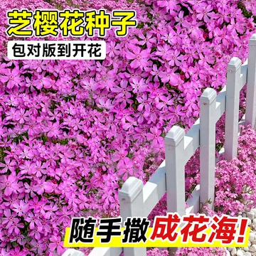 低矮地被花卉种子-低矮地被花卉种子促销价格、低矮地被花卉种子品牌- 淘宝