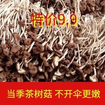 Tea Tree Mushrooms Dry Tea Tree Mushrooms Dry Goods Tea Tree Mushrooms Not Open Umbrella No Sulphur Smoked Bulk Fresh Stew Soup When Season Tea Tree Mushrooms