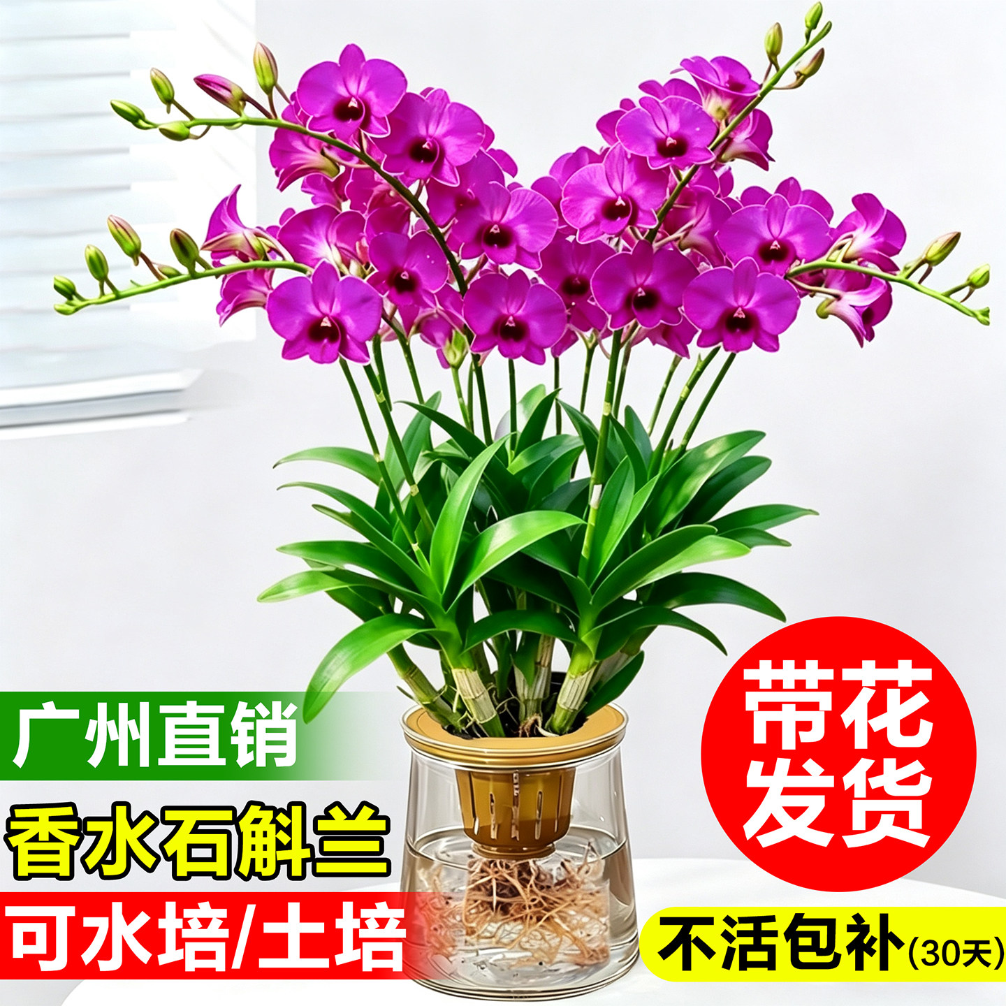 二代　赤沢露石（初代露石）香合　香盆 香水石斛水培-香水石斛水培促销价格、香水石斛水培品牌- 淘宝