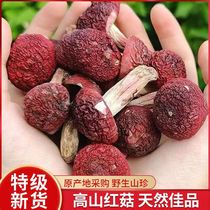 Authentic Fujian wild red mushrooms dry stock 500g Wuyi Mountain red-aunt mushrooms 3-Ming-month-old red mushroom Tecteria mushrooms