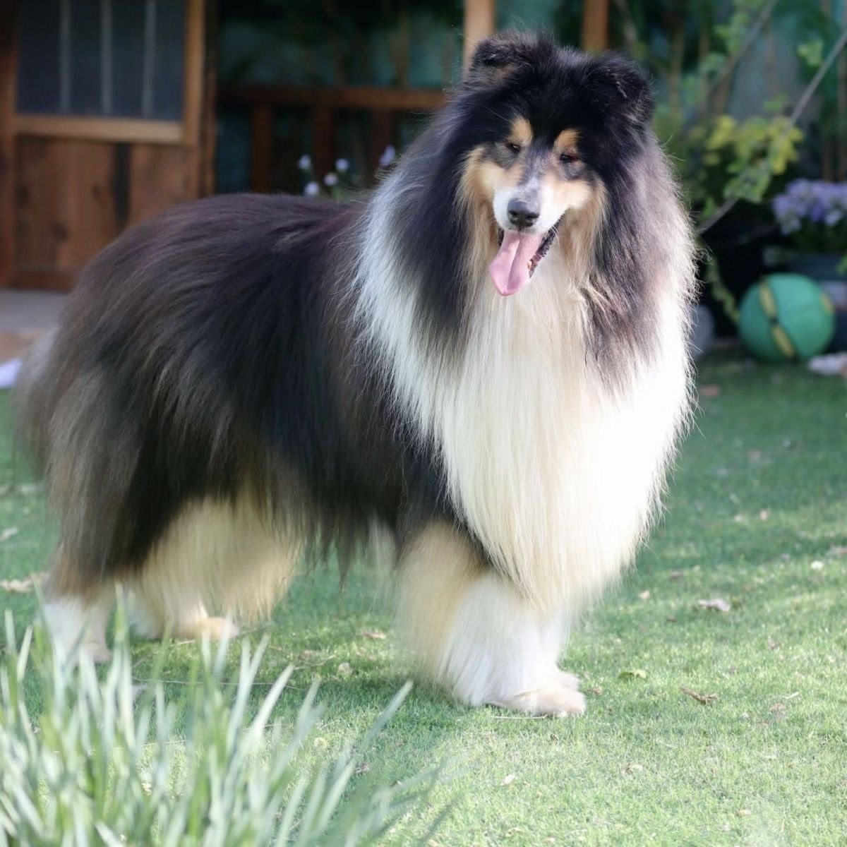 苏格兰牧羊-苏格兰牧羊促销价格、苏格兰牧羊品牌- 淘宝, image size:1200x1200