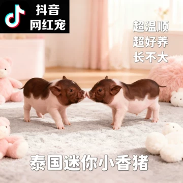 牛世界精猪　 母猪-母猪促销价格、母猪品牌- 淘宝