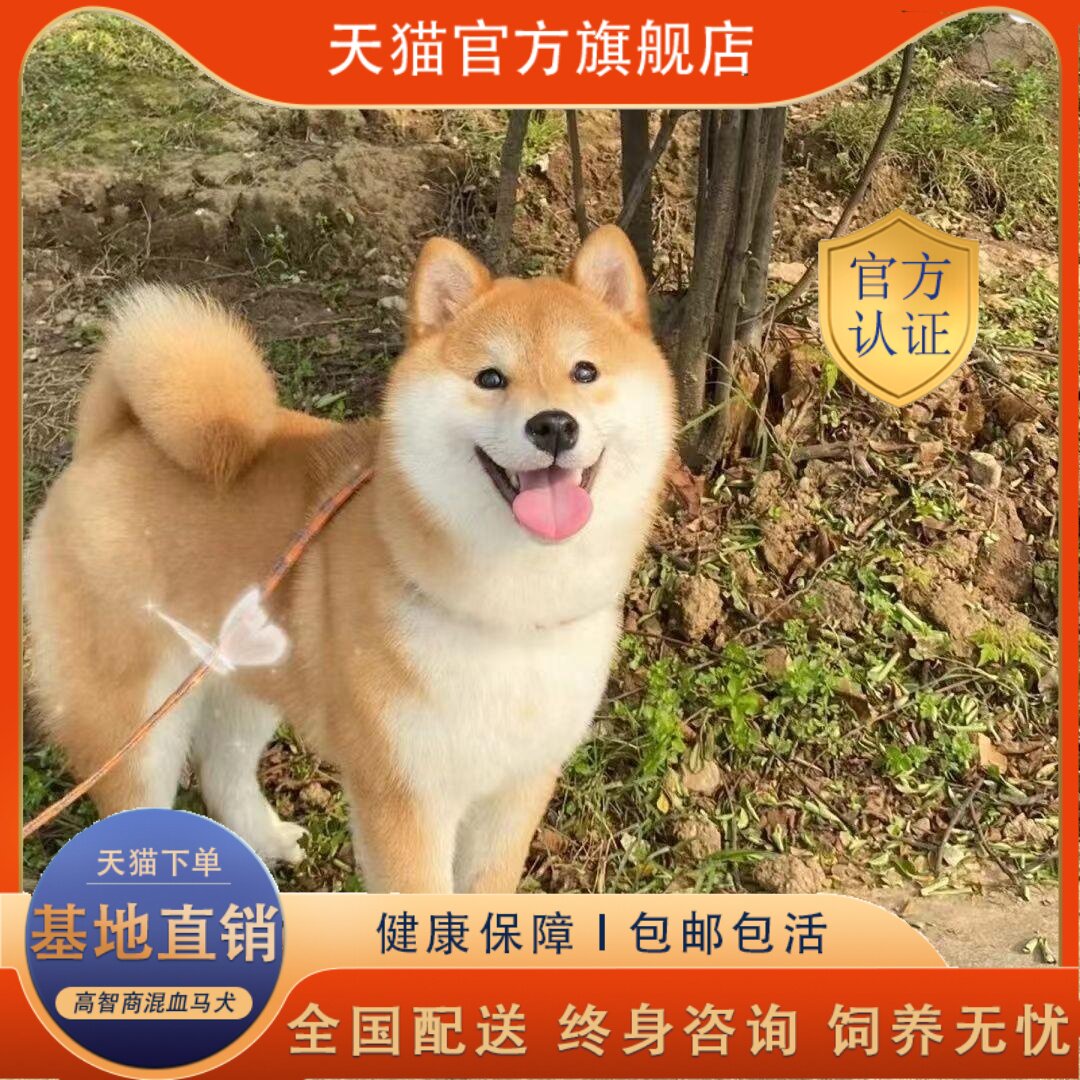 🐾 不掉毛宠物狗：柴犬幼犬，给你的家带来无尽欢乐🐾-宠物-淘宝好物网