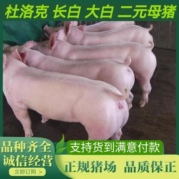 牛世界精猪　 母猪-母猪促销价格、母猪品牌- 淘宝