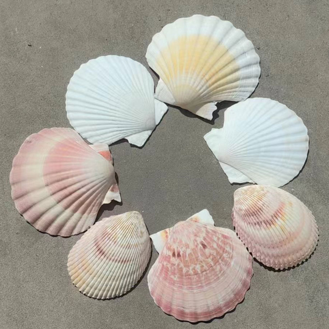 大连螺”，你是谁？_搜狐网, image size:1280x1280