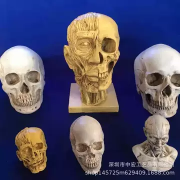 男头骨石膏像解刨头骨女头骨美术绘画装饰骷髅头模型素描石膏头像-Taobao