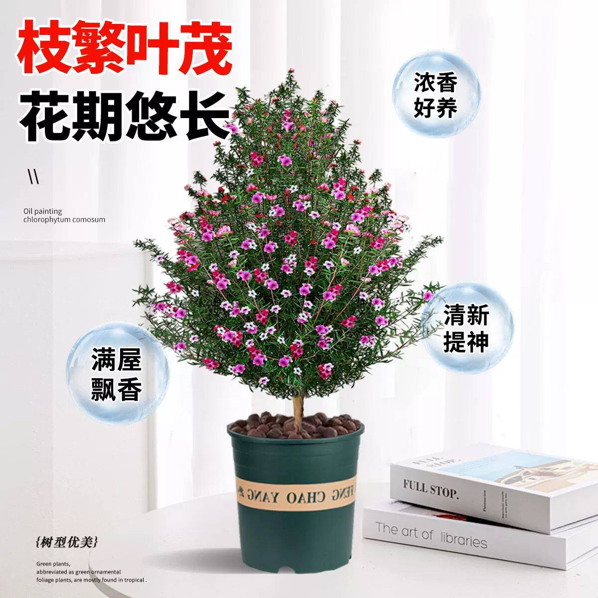松红梅盆栽-松红梅盆栽促销价格、松红梅盆栽品牌- 淘宝