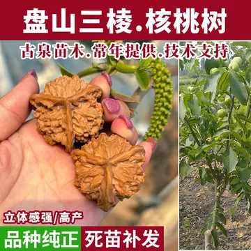 三棱正奔文玩核桃-三棱正奔文玩核桃促销价格、三棱正奔文玩核桃品牌- 淘宝