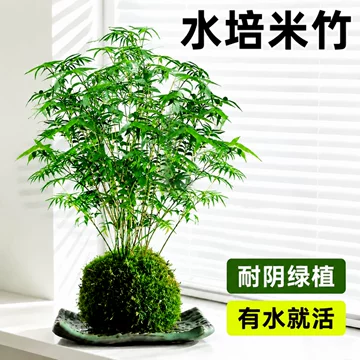 内门竹吸水石盆栽-内门竹吸水石盆栽促销价格、内门竹吸水石盆栽品牌- 淘宝