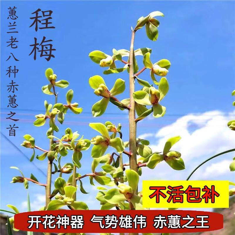 蕙兰老八种-蕙兰老八种促销价格、蕙兰老八种品牌- 淘宝