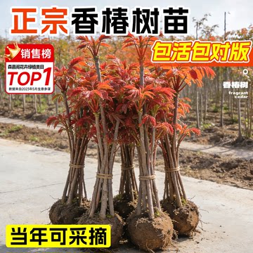 紅油香椿 ホンユーシャンチュン苗木 10株セット　5～10cm 紅油香椿 ホンユーシャンチュン苗木 10株セット 5～10cm 紅油香椿 ホン