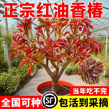 红油香椿芽四川-红油香椿芽四川促销价格、红油香椿芽四川品牌- 淘宝
