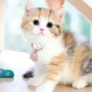 花猫 猫落花on X: 