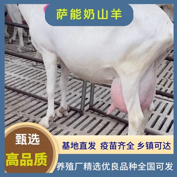 纯种萨能奶山羊-纯种萨能奶山羊促销价格、纯种萨能奶山羊品牌- 淘宝