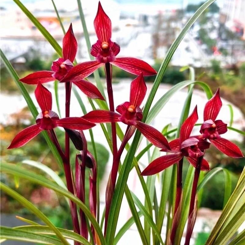 中国四川蘭　水晶紅素　7本立　花芽1 醉红素兰花-醉红素兰花促销价格、醉红素兰花品牌- 淘宝