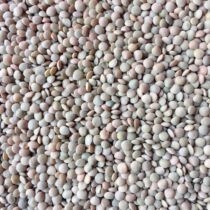 Xiaoqing lentil pea pigeon grain pigeon feed ornamental pigeon pigeon pigeon feed 5kg multi-province