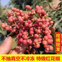 Shaanxi fresh red pepper Dahongpao freshly picked special hemp wet tender pepper seasoning Non-dried pepper 500g