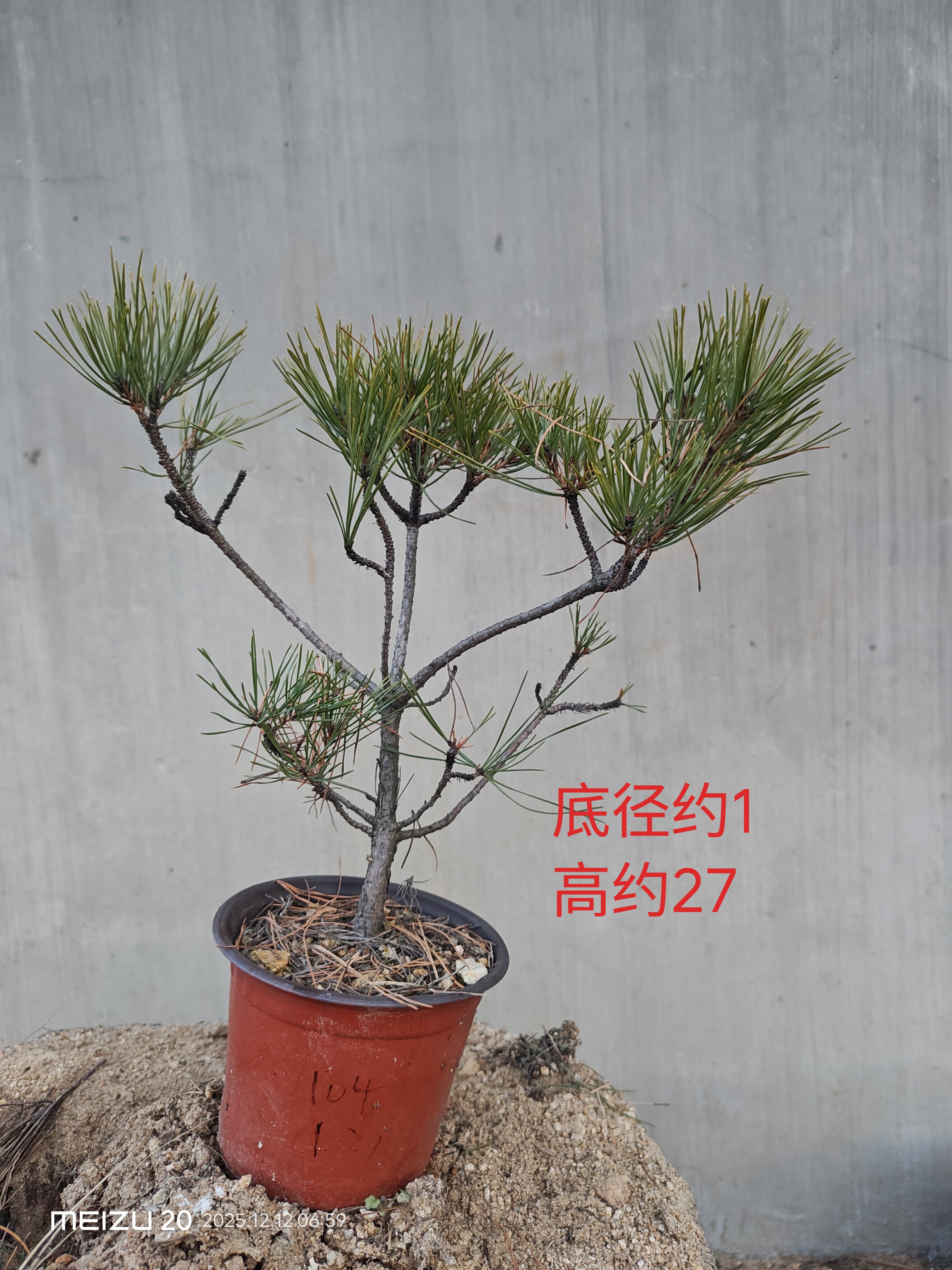 精品五针松盆景-精品五针松盆景促销价格、精品五针松盆景品牌- 淘宝