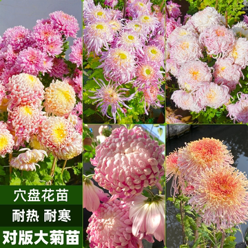 鹅毛粉黛菊苗-鹅毛粉黛菊苗促销价格、鹅毛粉黛菊苗品牌- 淘宝