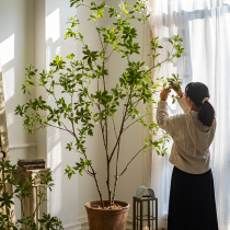 Shuhan simulation green plant leaflet hanging clock bionic Japanese horse drunk wood interior decoration window fake tree landing wabi sabi wind