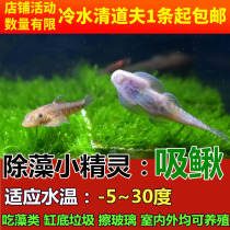 Resistant fish Cold water Elf fish scavenger Algae removal Small freshwater cold water fish tank cleaning fish shit suction loach