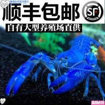 Aquarium shrimp Freshwater Blue Lobster pet shrimp blue shrimp live Sky Blue Devil shrimp blue lobster ornamental shrimp