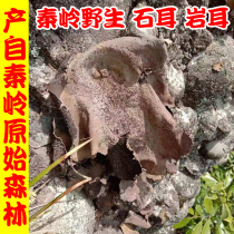 Qinling wild stone ear dry goods Super 100g Hunan Zhangjiajie stone ear Anhui Huangshan rock ear cliff mushroom