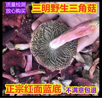 22 New goods Fujian Sanming Wild Authentic Red Noodle Blue Bottom Red Mushroom Half Open Umbrella Triangular Mushrooms Red Mushroom Dry Goods 500g