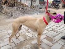 Hubbiter Dog mouth cover Whirlpool Caged Force Mask Anti-Eat Fine Dog Hearty Dog Haschismo Mouth Cover