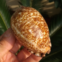 Natural conch shell Arabian snail aquarium fish tank landscaping home window decoration creative gift