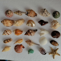 Natural conch shell boutique package fish tank landscaping home floor window decoration creative student child gift