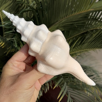 Natural big conch shell White long spiral snail right-handed snail fish tank landscaping home decoration for Buddha sacrificial equipment