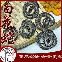 Authentic special white flower snake money white flower snake Chinese herbal medicine small Hundred Flower snake a white flower snake dry wine
