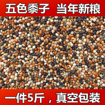 Tiger Peony Peony Mysterious small and medium-sized parrot bird food feed five-color millet parrot mixed grain cereal 5 cati