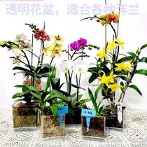 Acrylic plastic square transparent flower pot with bottom hole desktop creative hydroponic green dill phalaenopsis foreign orchid pot