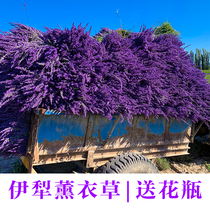 Xinjiang Yili natural lavender dried flower bouquet decorative flowers Home decoration mosquito repellent sleep aid national